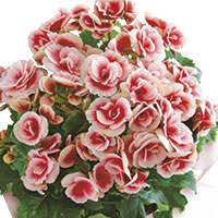 ベゴニア ボリアス パルシステム 母の日父の日ギフト 生協の宅配パルシステム