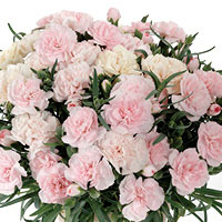 カーネーション クレア ライトピンク パルシステム 母の日父の日ギフト 生協の宅配パルシステム