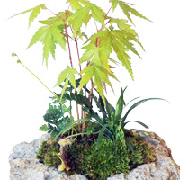 父の日・苔盆栽