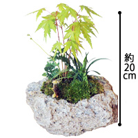 父の日・苔盆栽
