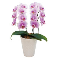 ミディ胡蝶蘭(ピンク系)