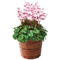 シクラメン・アブソリュドモレル