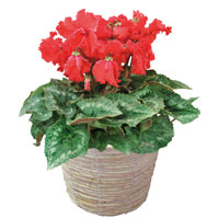 シクラメン・聖夜の明かり