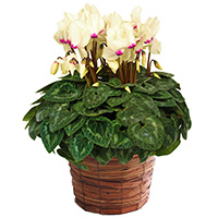 シクラメン・ゴールデンガール