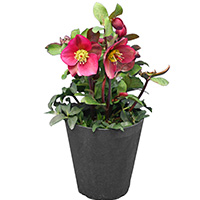 クリスマスローズ・氷の薔薇アーリーレッド