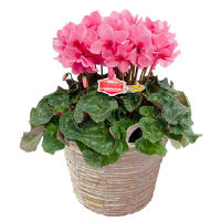 シクラメン・ファルファーレ