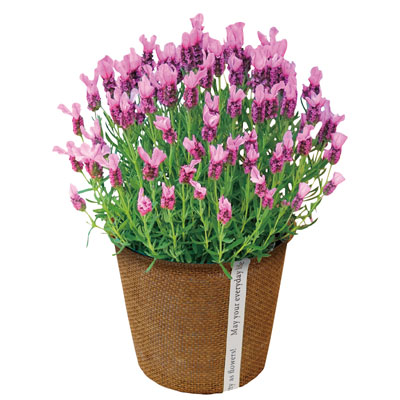 ���x���_�[�E�s���N�����|�b�v