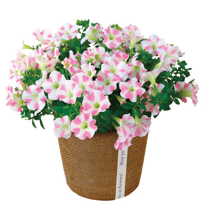 �T�t�B�j�A�E��������n�[�g