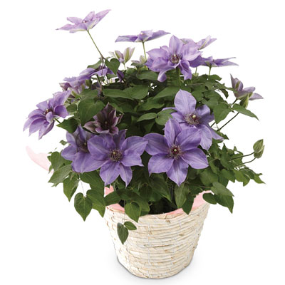 �N���}�`�X�E�~�[�b�g�u���[