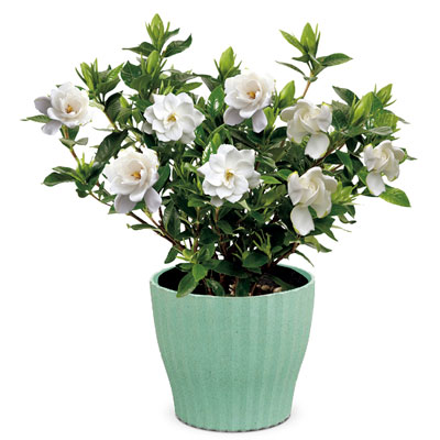 �Â�����̃K�[�f�j�A�i�N�`�i�V�j