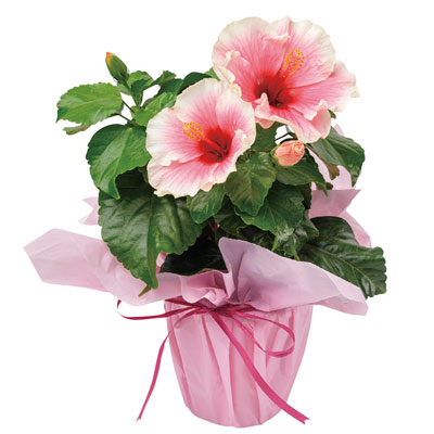 �����O���C�t�n�C�r�X�J�X�E�O���C�X