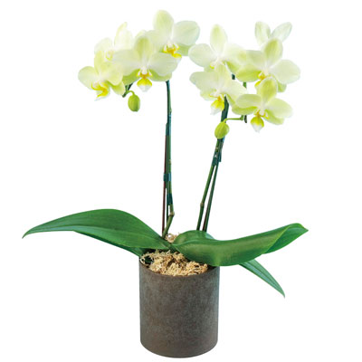 �~�f�B�Ӓ����E�C�G���[�n�Q�{����