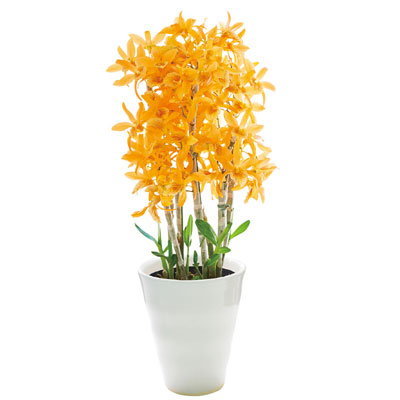 �f���h���r�E���E�t�@�C���[�o�[�h