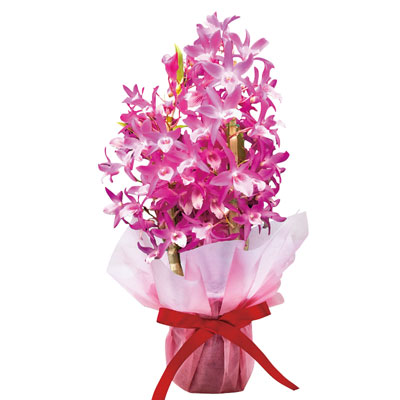 �f���h���r�E���E�Ԃ����񂿂��