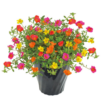 �|�[�`�����J