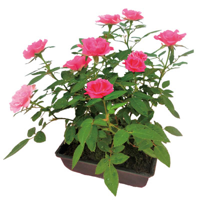 �~�j�o���~�͎d���ăs���N�n�@�U�����T�C�Y