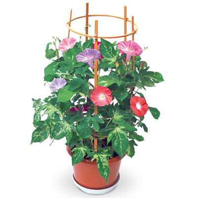 ���̓��E����