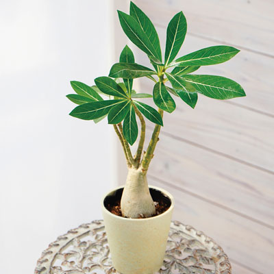 ���̓��E�A�f�j�E��