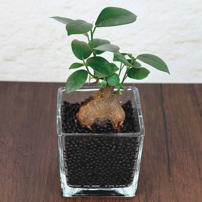 ���̓��E�`���R�v�����c�K�W���}��