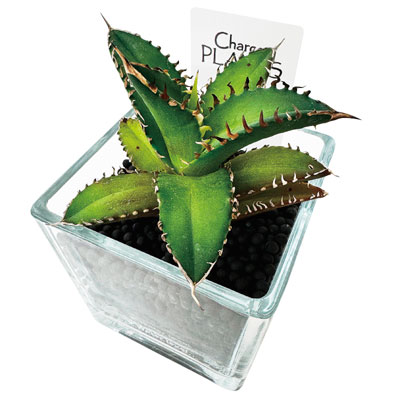 ���̓��E�`���R�v�����c�A�K�x�E�`�^�m�^