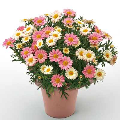 �}�[�K���b�g�E�������݂邭