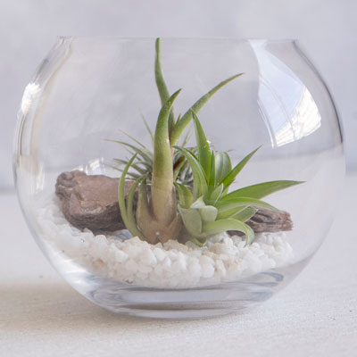 ���̓��E���܂����G�A�v�����c�i�K���X�|�b�g�j