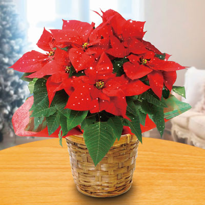 �w���炫��|�C���Z�`�A�i�����t���j�x