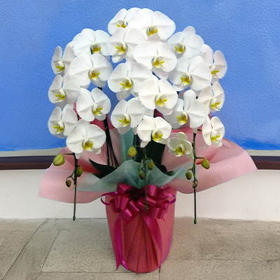 �w��֌Ӓ����i���j�x