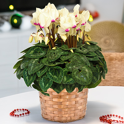�w�V�N�������E�C�G���[�n���܂����x