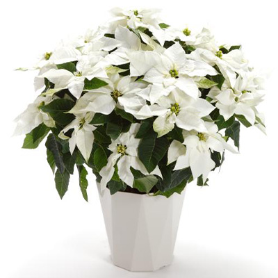 �w�v�����Z�`�A�E�s���A�z���C�g�x