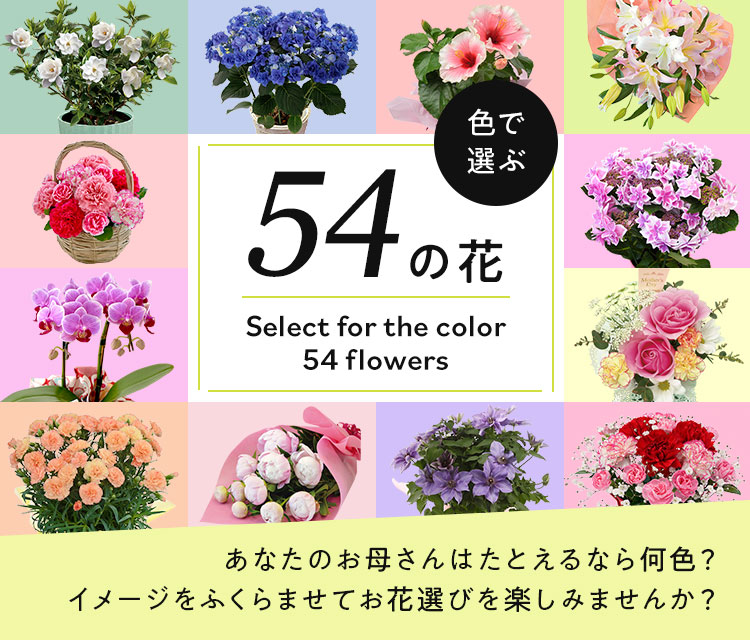 色で選ぶ51の花 生協の宅配パルシステム